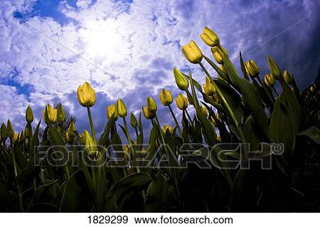 Tulips and sky View Large Photo Image Stock Photo - Tulips and sky. Fotosearch