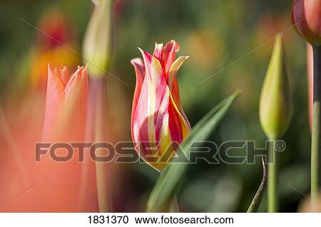 Stock Image - Tulips in bloom. Fotosearch