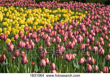 Picture - Tulips. Fotosearch