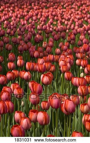 Stock Image - Tulips. Fotosearch