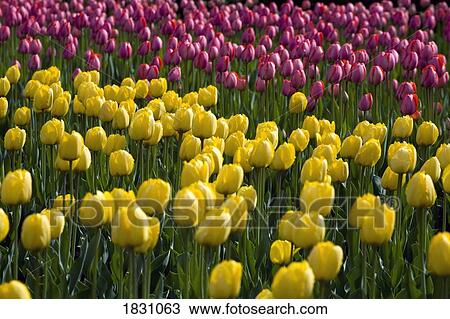 Stock Image - Tulips. Fotosearch