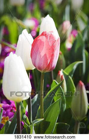Stock Image - Tulips. Fotosearch