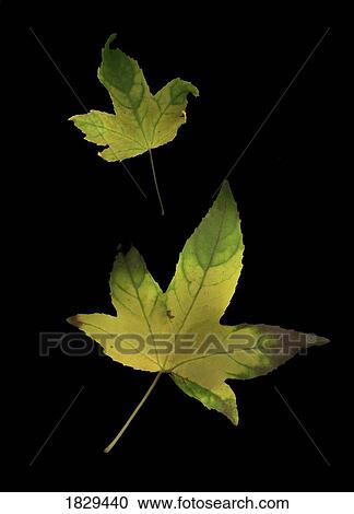 Stock Image - Two autumn leaves. Fotosearch