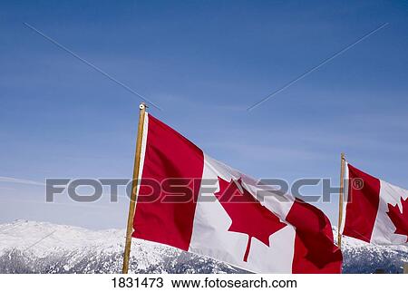 Two Canadian flags View Large Photo Image Stock Image - Two Canadian flags. Fotosearch