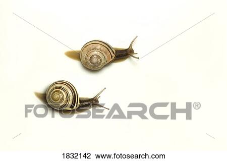 Two garden snails View Large Photo Image Stock Image - Two garden snails . Fotosearch