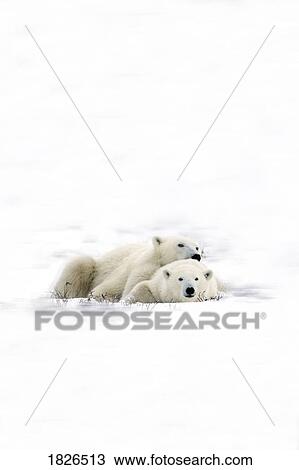 Two polar bears laying together View Large Photo Image Stock Image - Two polar bears laying together. Fotosearch