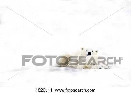 Two polar bears snuggling View Large Photo Image Stock Image - Two polar bears snuggling. Fotosearch