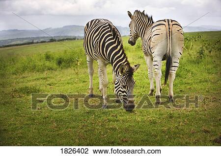 Two zebras, South Africa View Large Photo Image Stock Image - Two zebras, South Africa. Fotosearch