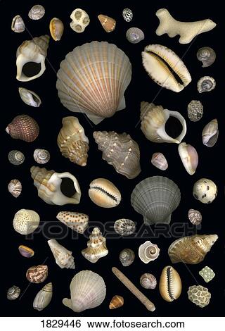 Various sea shells View Large Photo Image Stock Photograph - Various sea shells. Fotosearch