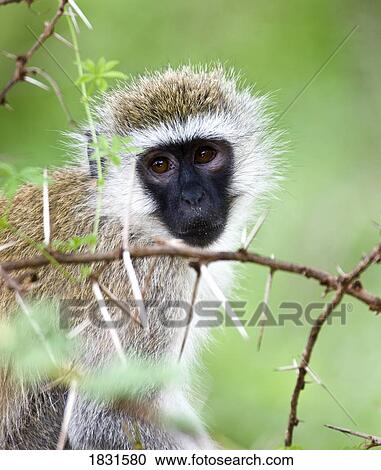 Stock Image - Vervet Monkey (Chlorocebus Pygerythrus) . Fotosearch