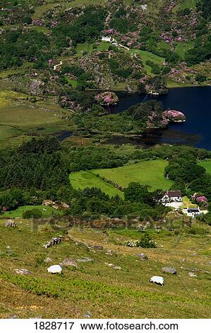 Stock Photo - View from Healy Pass with Glanmore Lake, Co Kerry, Ireland. Fotosearch