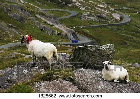 Stock Image - View of Healy Pass with sheep, County Cork, Ireland. Fotosearch