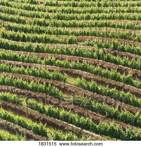 Stock Photography - Vineyard, Namibia, Africa. Fotosearch