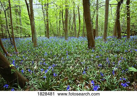Stock Image - Violets in forest. Fotosearch