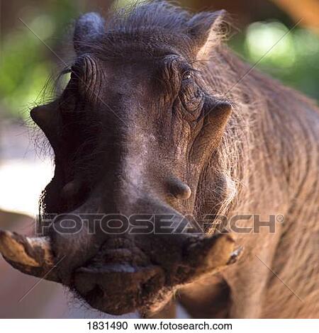 Stock Image - Warthog. Fotosearch