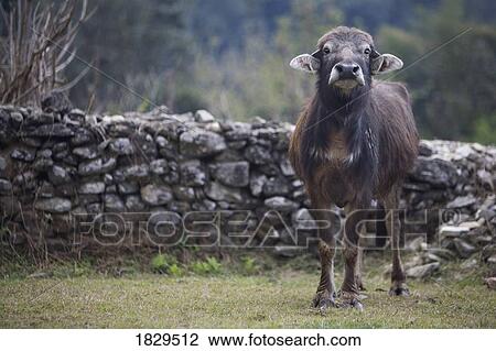 Water buffalo in Nepal, Asia View Large Photo Image Stock Image - Water buffalo in Nepal, Asia. Fotosearch