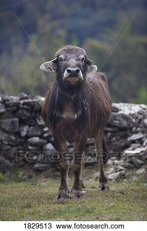 Water buffalo in Nepal, Asia View Large Photo Image Stock Image - Water buffalo in Nepal, Asia. Fotosearch