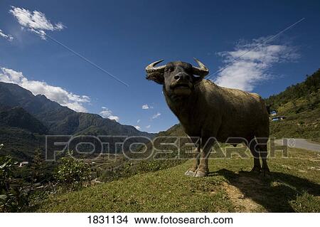 Picture - Water Buffalo, outide the village of Sapa, Northern Vietnam. Fotosearch