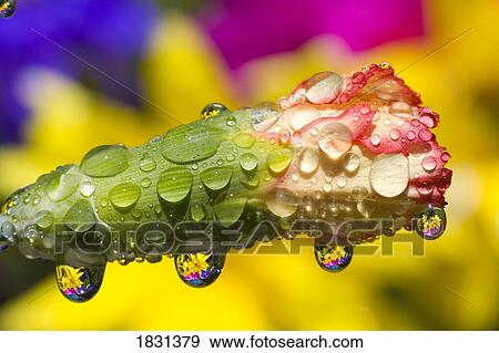 Stock Photo - Water drops on a budding flower. Fotosearch