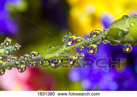 Stock Image - Water drops on a flower stem. Fotosearch
