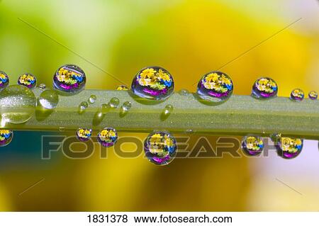 Stock Photo - Water drops on a flower stem. Fotosearch