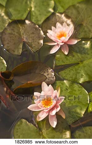 Stock Photography - Water lilies. Fotosearch