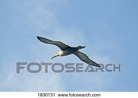 Stock Image - Waved Albatross in flight. Fotosearch