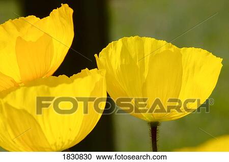 Welsh poppy View Large Photo Image Stock Image - Welsh poppy. Fotosearch