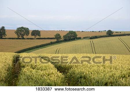 Wheat fields, England View Large Photo Image Stock Photo - Wheat fields, England. Fotosearch