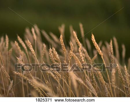Stock Image - Wheat stalks. Fotosearch