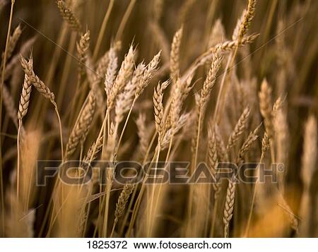 Wheat stalks View Large Photo Image Stock Image - Wheat stalks. Fotosearch