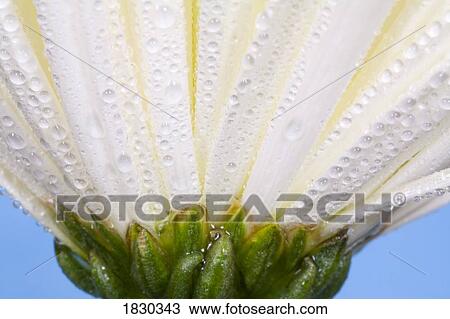 White flower head with dew View Large Photo Image Stock Image - White flower head with dew. Fotosearch