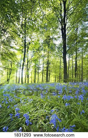 Stock Image - Wild blue flowers in a forest of trees, Yorkshire, England. Fotosearch