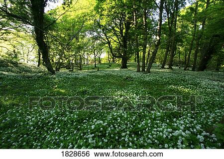 Wild Garlic blooming, Killarney National Park, County Kerry, Ireland View Large Photo Image Stock Photograph - Wild Garlic blooming, Killarney National Park, County Kerry, Ireland. Fotosearch