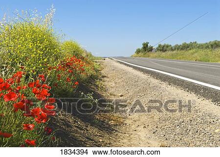 Picture - Wild Red Poppies, Andalusia, Spain . Fotosearch