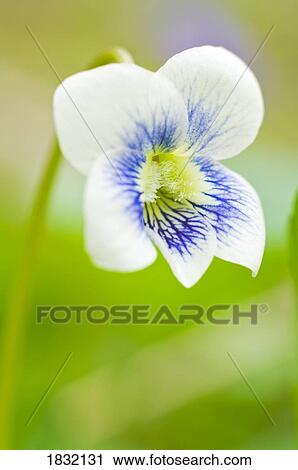 Wild Violet View Large Photo Image Stock Image - Wild Violet . Fotosearch