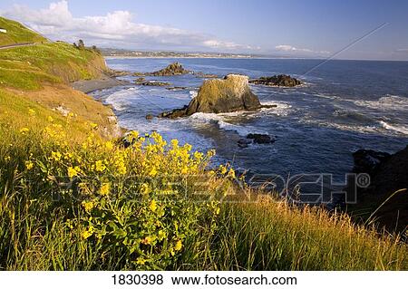 Stock Photo - Wildflowers along coast, Yaquina Head, Oregon, USA. Fotosearch