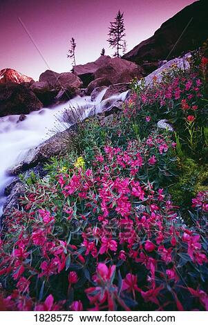Wildflowers and small stream, Bugaboo Glacier Provincial Park, British Columbia, Canada View Large Photo Image Stock Photography - Wildflowers and small stream, Bugaboo Glacier Provincial Park, British Columbia, Canada. Fotosearch