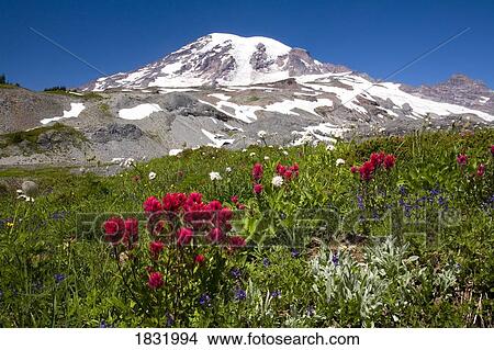 Wildflowers at Paradise Park And Mt. Rainier View Large Photo Image Picture - Wildflowers at Paradise Park And Mt. Rainier. Fotosearch