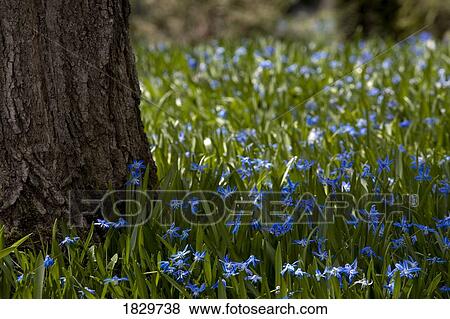 Stock Photo - Wildflowers by tree trunk. Fotosearch