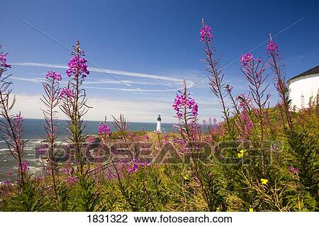 Stock Image - Wildflowers with Yaquina Head Lighthouse in the background, Oregon, USA. Fotosearch