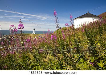 Stock Image - Wildflowers with Yaquina Head Lighthouse in the background, Oregon, USA. Fotosearch