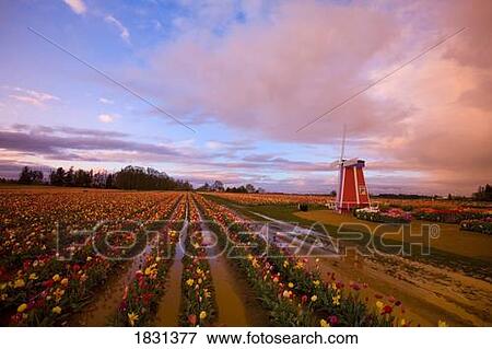 Stock Photo - Windmill in a tulip field, Oregon, USA. Fotosearch