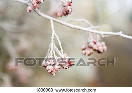 Winter frost covering berries on a bush View Large Photo Image Stock Image - Winter frost covering berries on a bush. Fotosearch