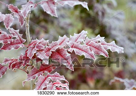 Stock Image - Winter frost on leaves. Fotosearch