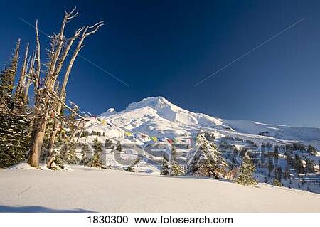 Winter landscape at sunrise at Mount Hood, Oregon, USA View Large Photo Image Stock Image - Winter landscape at sunrise at Mount Hood, Oregon, USA. Fotosearch