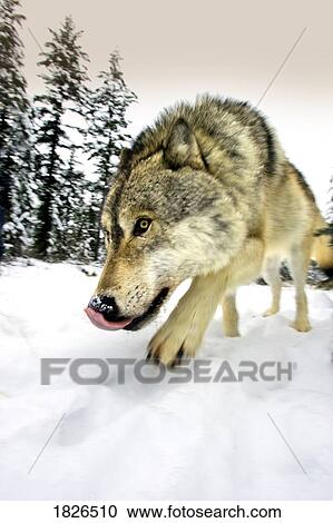 Wolf on the prowl View Large Photo Image Stock Image - Wolf on the prowl. Fotosearch