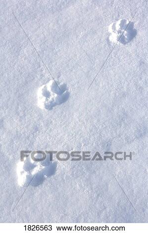 Wolf tracks in the snow View Large Photo Image Stock Image - Wolf tracks in the snow. Fotosearch