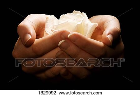 Stock Image - Woman holding rose, view of hands. Fotosearch