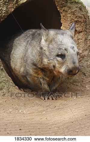Stock Image - Wombat at burrow, (Vombatus ursinus hirsutus), Australia . Fotosearch